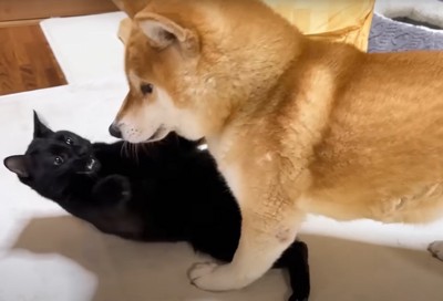喧嘩する犬と黒猫