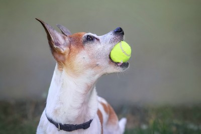 テニスボールを咥えて見上げる犬