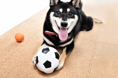 コルクマットの上でボールを抱える柴犬