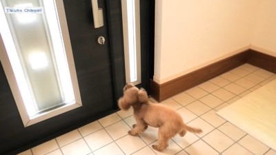 玄関ドアと犬
