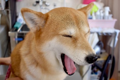 あくびをする柴犬