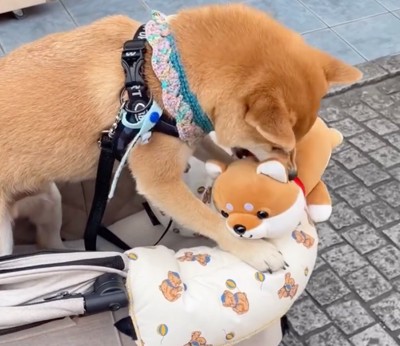 ぬいぐるみをもらって大喜びの柴犬