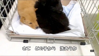 ケージの中で体を寄せあう2匹の子犬