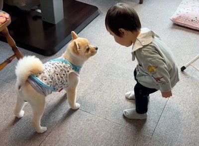 見つめ合う犬と子供