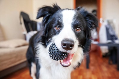 ボールを加える笑顔の犬