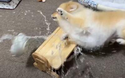 水を倒す犬
