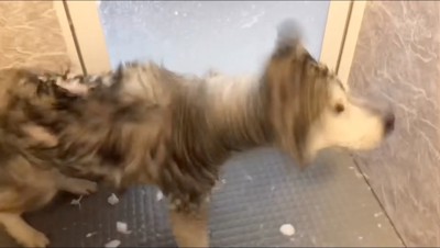 体についた水を弾く犬