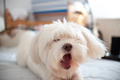 あくびをする白い犬の顔のアップ