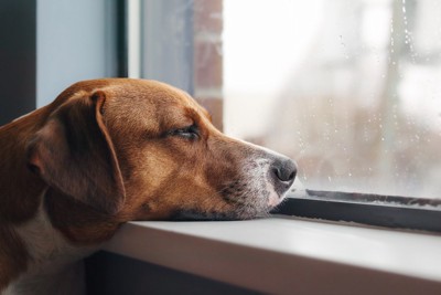 窓から雨の外を眺める犬