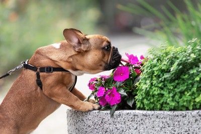 散歩中に路上の花の匂いを嗅ぐ犬