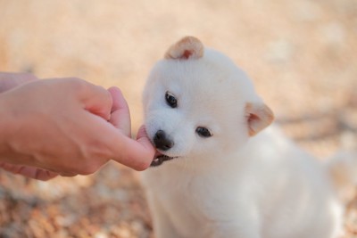指を甘噛みする白柴の子犬