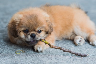 枝を噛んで遊ぶ子犬