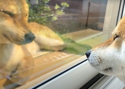 窓にうつる犬