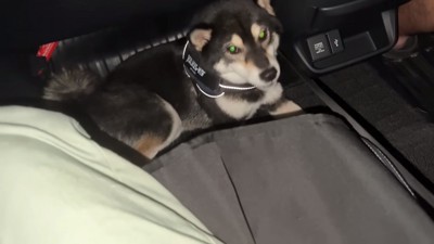 車で伏せる犬