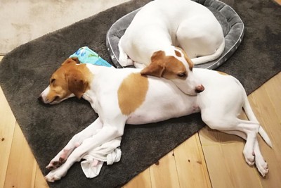 寄り添って寝る2匹の犬