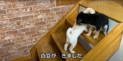 階段ですれ違う2頭の子犬