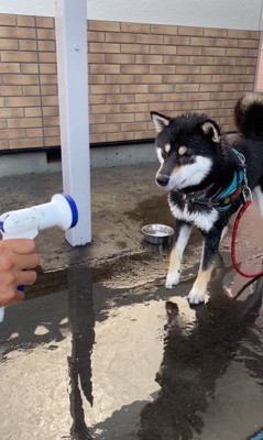 水を食べて遊ぶつくも君2