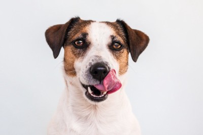 舌を上向きに出す犬の顔のアップ