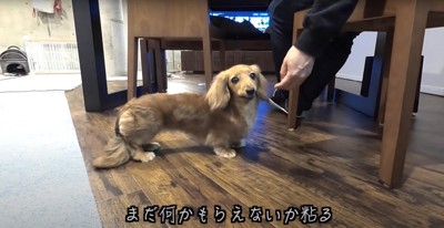 椅子に座っている飼い主の足元にいるミニダックス