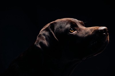 暗闇の中で上を見つめる黒い犬の横顔