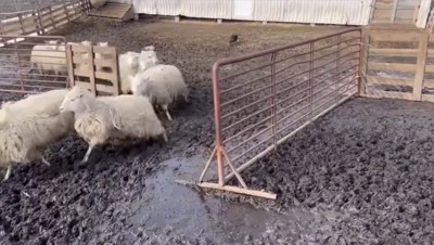 柵から出る羊