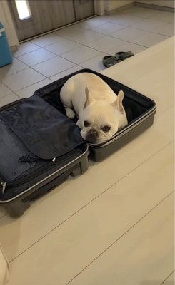 スーツケースに顎を乗せる犬
