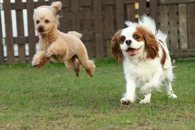 元気に走り回る犬