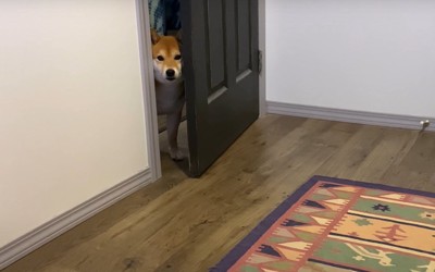 扉の隙間から見る犬