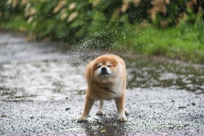 濡れた地面、ブルブルする犬と水しぶき