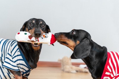 2匹の犬