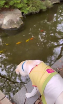 魚を見つめる犬2