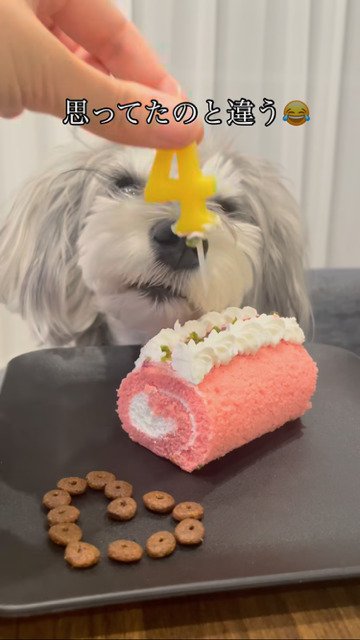 ケーキを食べる犬