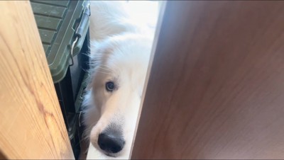 ドアの隙間から顔を覗かせる犬