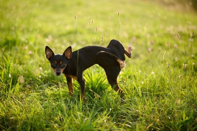 マーキングする犬