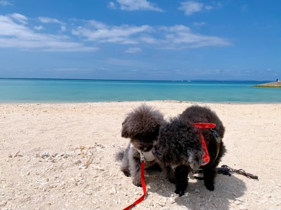 沖縄の海と犬