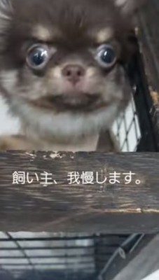 懇願するくまるちゃん