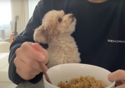 食事する人の手を見る犬