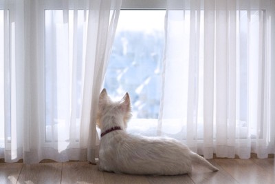 窓の外を見つめる犬の背後