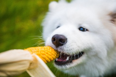 トウモロコシを食べる犬