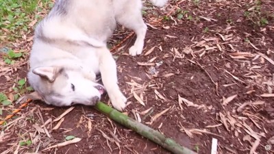 寝ころんで竹をくわえる犬