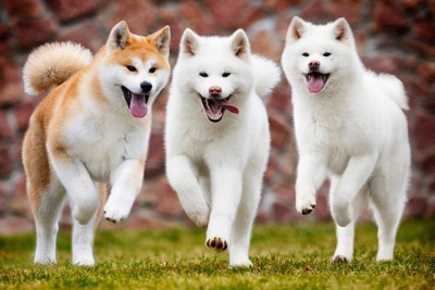 走ってくる3匹の秋田犬