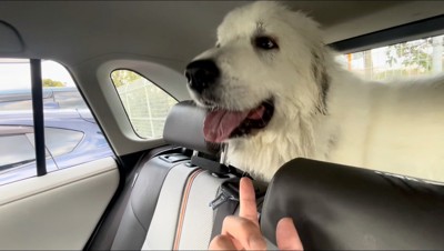 車に乗る犬