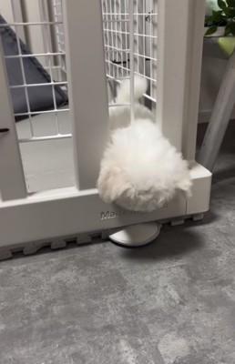 隙間から頭を出す犬