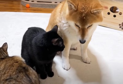 顔を見合う犬と黒猫