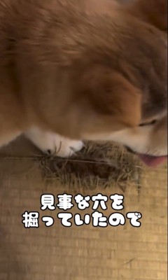 穴を掘ったぺこリンボちゃん2