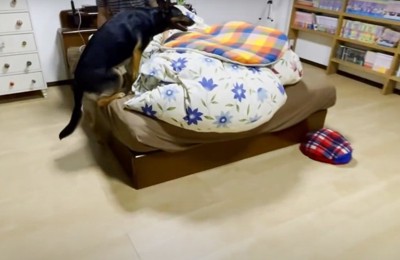 ベッドの上に乗る犬