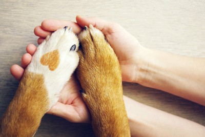 手と手を取り合う犬と人 