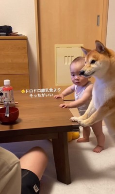 パパさんのごはんを凝視する赤ちゃんと豆柴