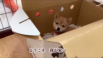箱の中からカメラを見上げる子犬