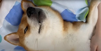 白目をむいて寝る柴犬